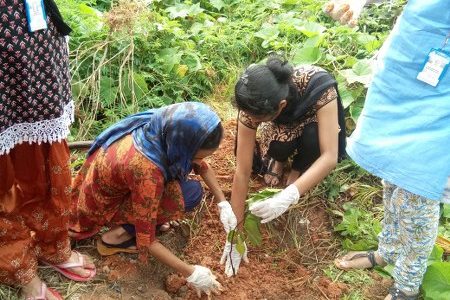 PLANTATION OF JACK FRUIT SAPLINGS  (08/08/18)